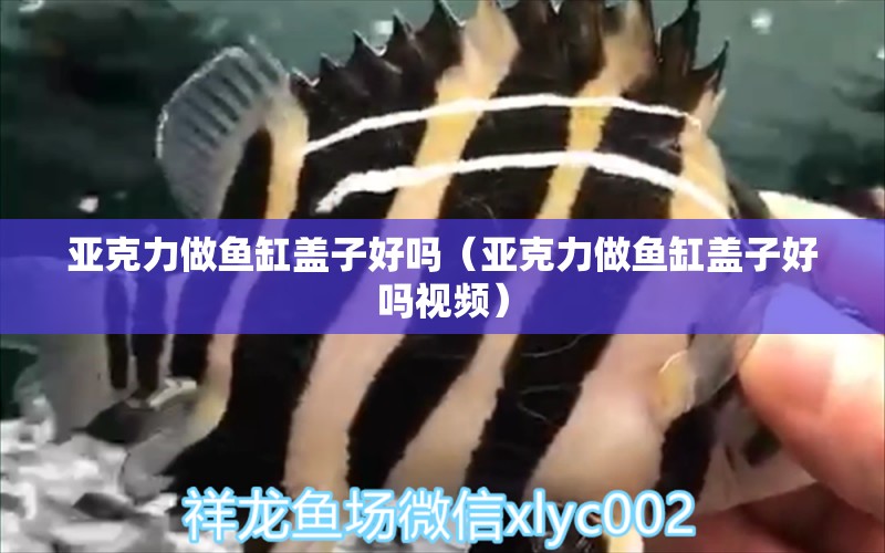 亞克力做魚缸蓋子好嗎（亞克力做魚缸蓋子好嗎視頻）