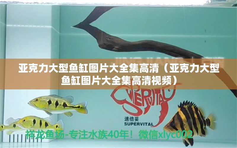 亞克力大型魚缸圖片大全集高清（亞克力大型魚缸圖片大全集高清視頻）