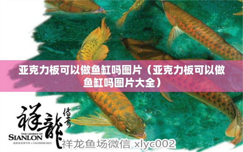 亞克力板可以做魚缸嗎圖片（亞克力板可以做魚缸嗎圖片大全） 觀賞魚市場（混養(yǎng)魚）