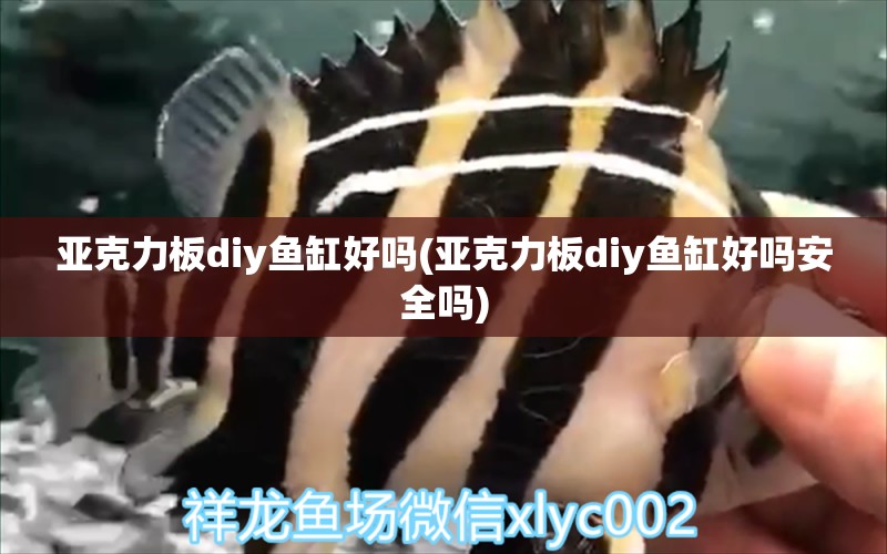 亞克力板diy魚缸好嗎(亞克力板diy魚缸好嗎安全嗎) 福滿鉆魚