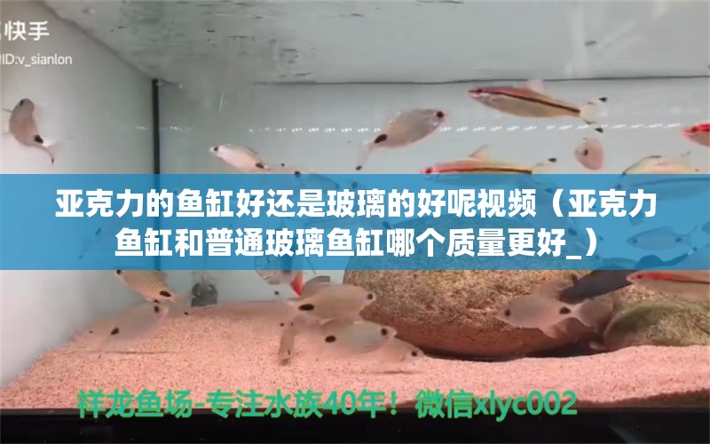 亞克力的魚缸好還是玻璃的好呢視頻（亞克力魚缸和普通玻璃魚缸哪個質量更好_） 圖騰金龍魚