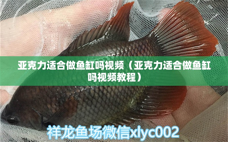 亞克力適合做魚缸嗎視頻（亞克力適合做魚缸嗎視頻教程） 福滿鉆魚