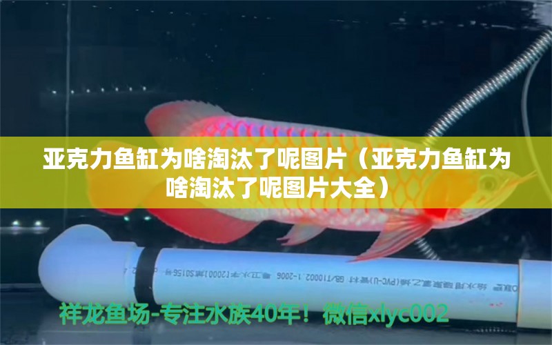 亞克力魚缸為啥淘汰了呢圖片（亞克力魚缸為啥淘汰了呢圖片大全）