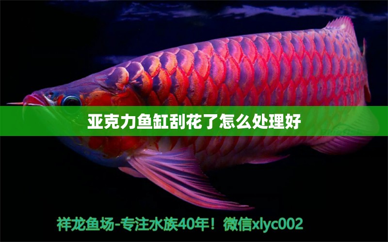 亞克力魚缸刮花了怎么處理好 觀賞魚