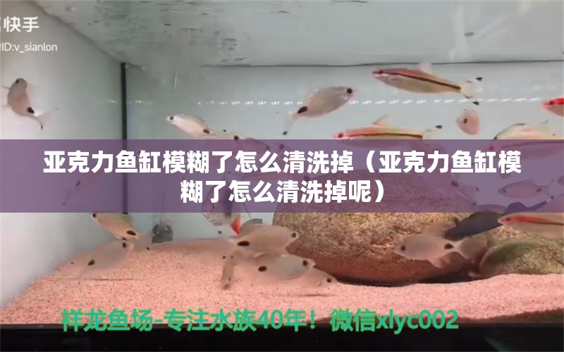 亞克力魚(yú)缸模糊了怎么清洗掉（亞克力魚(yú)缸模糊了怎么清洗掉呢） 新加坡號(hào)半紅龍魚(yú)（練手級(jí)紅龍魚(yú)）