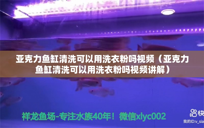 亞克力魚缸清洗可以用洗衣粉嗎視頻（亞克力魚缸清洗可以用洗衣粉嗎視頻講解） 祥龍水族醫(yī)院