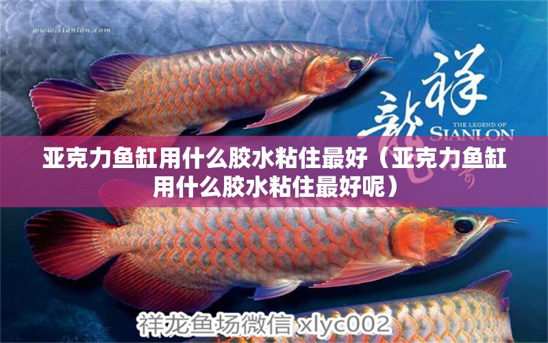 亞克力魚缸用什么膠水粘住最好（亞克力魚缸用什么膠水粘住最好呢）