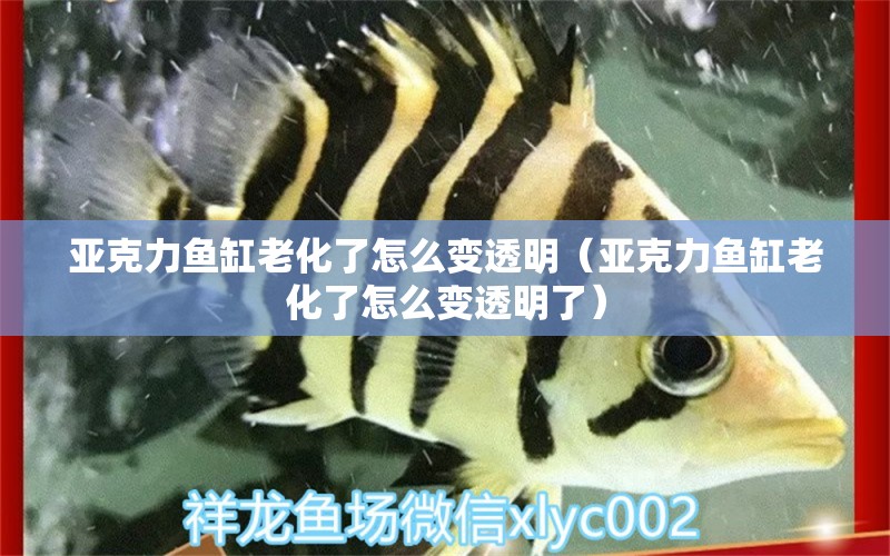 亞克力魚缸老化了怎么變透明（亞克力魚缸老化了怎么變透明了）