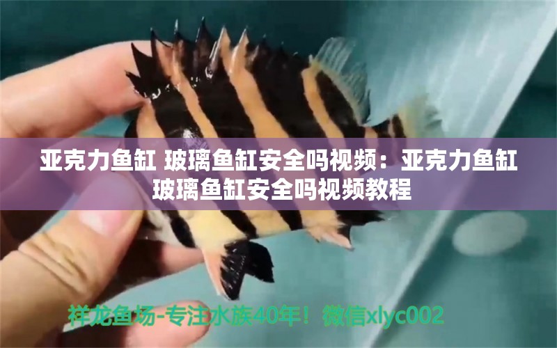 亞克力魚缸 玻璃魚缸安全嗎視頻：亞克力魚缸 玻璃魚缸安全嗎視頻教程