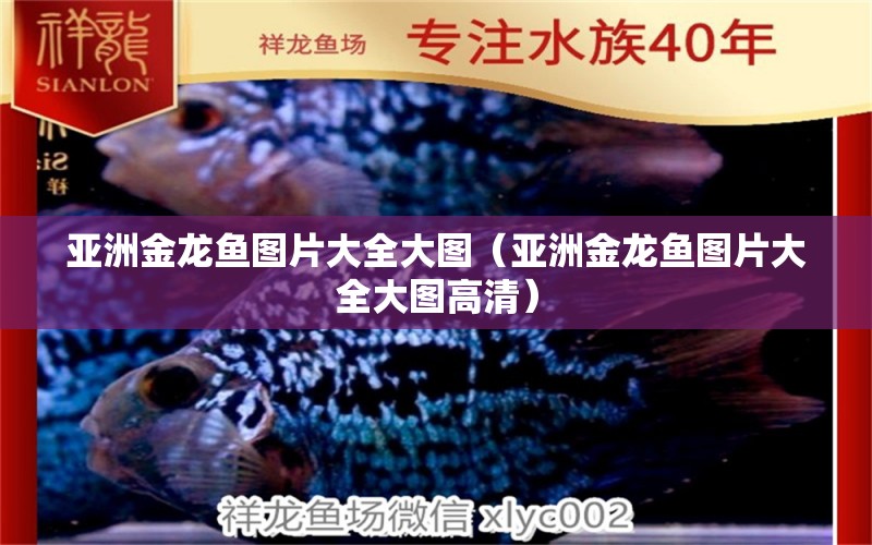 亞洲金龍魚圖片大全大圖（亞洲金龍魚圖片大全大圖高清）