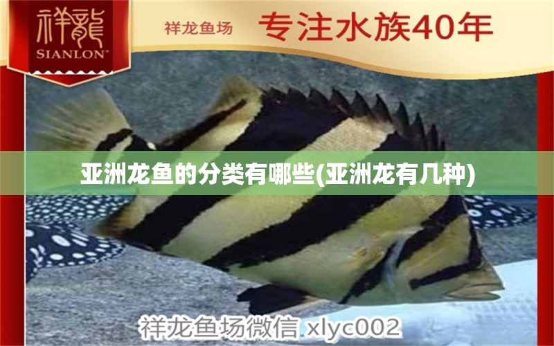 亞洲龍魚的分類有哪些(亞洲龍有幾種) 彩鰈魚缸（彩蝶魚缸）