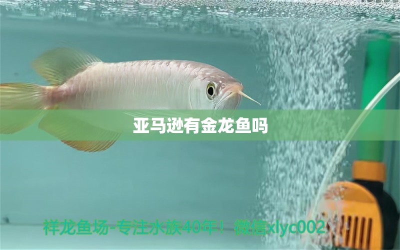 亞馬遜有金龍魚嗎