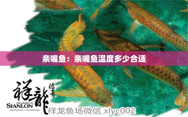 親嘴魚：親嘴魚溫度多少合適