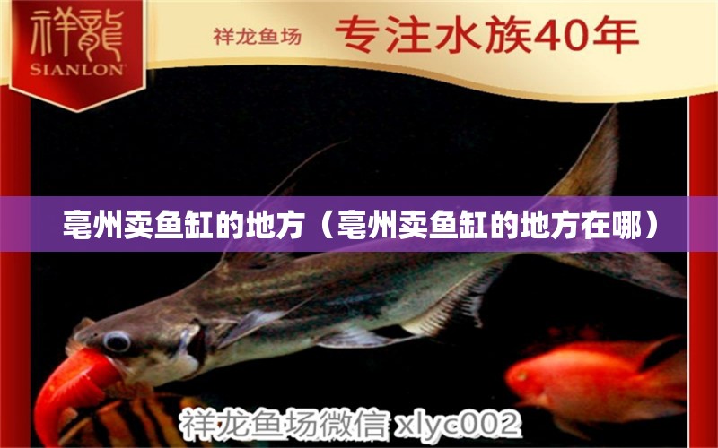 亳州賣魚缸的地方（亳州賣魚缸的地方在哪）