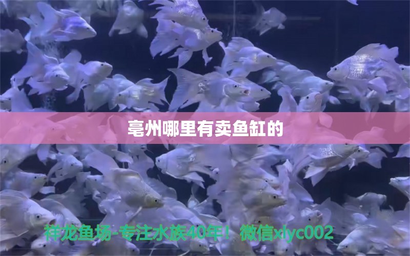 亳州哪里有賣魚缸的