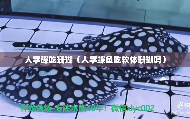 人字碟吃珊瑚（人字蝶魚吃軟體珊瑚嗎）