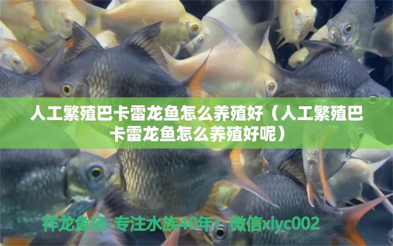 人工繁殖巴卡雷龍魚怎么養(yǎng)殖好（人工繁殖巴卡雷龍魚怎么養(yǎng)殖好呢）