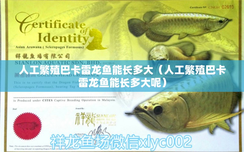 人工繁殖巴卡雷龍魚能長多大（人工繁殖巴卡雷龍魚能長多大呢）