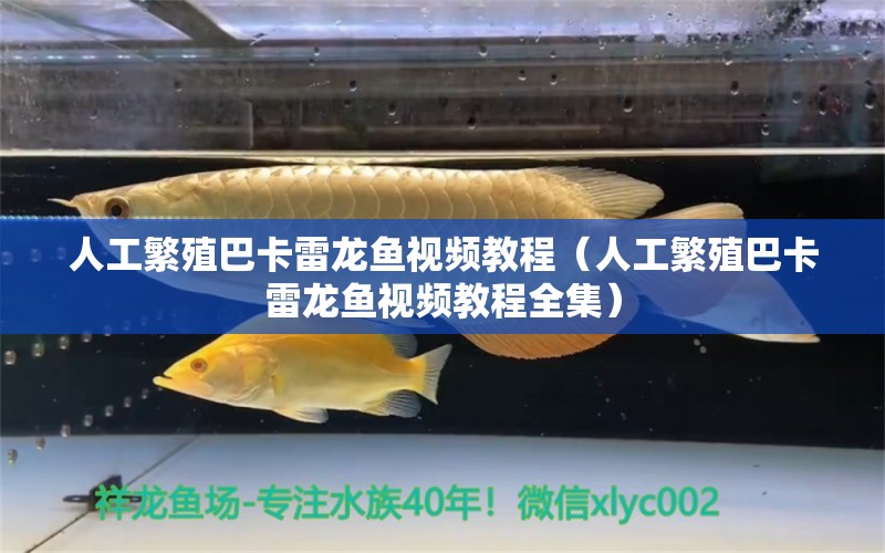 人工繁殖巴卡雷龍魚視頻教程（人工繁殖巴卡雷龍魚視頻教程全集）