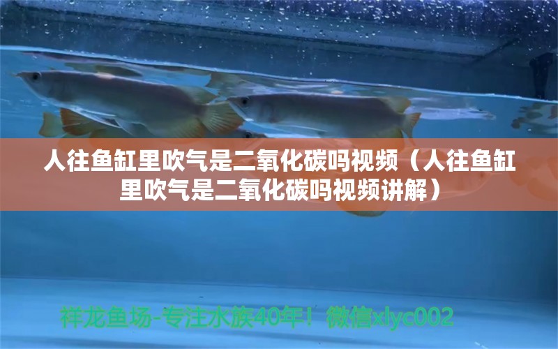 人往魚缸里吹氣是二氧化碳嗎視頻（人往魚缸里吹氣是二氧化碳嗎視頻講解） 二氧化碳設(shè)備