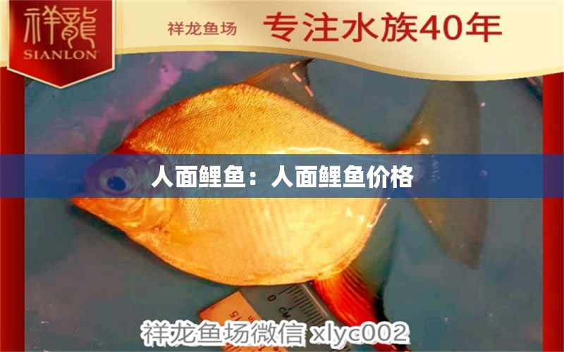 人面鯉魚：人面鯉魚價格