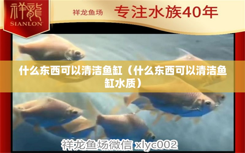 什么東西可以清潔魚缸（什么東西可以清潔魚缸水質） 南美異型魚