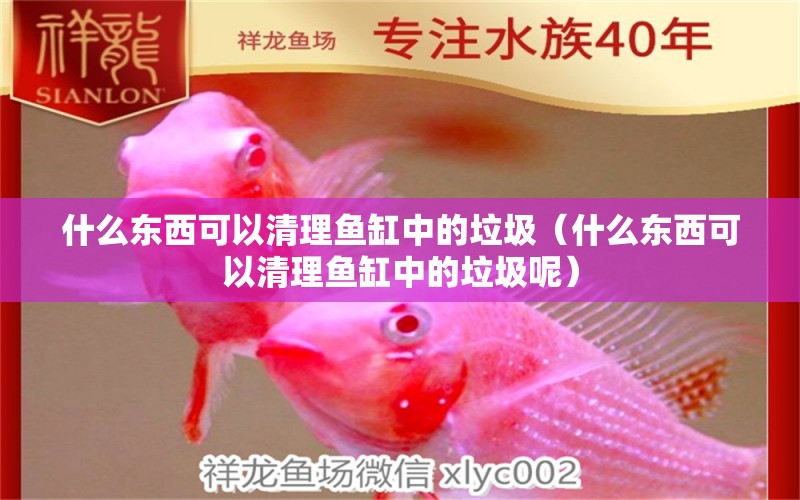 什么東西可以清理魚缸中的垃圾（什么東西可以清理魚缸中的垃圾呢）