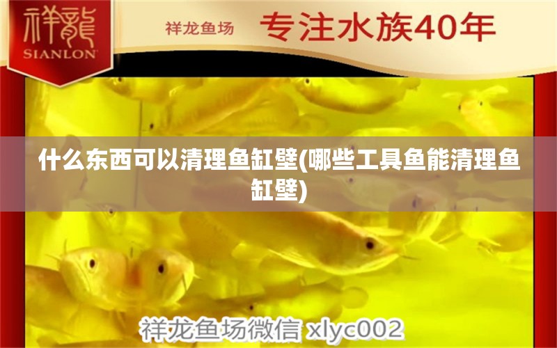 什么東西可以清理魚缸壁(哪些工具魚能清理魚缸壁) 養(yǎng)魚知識