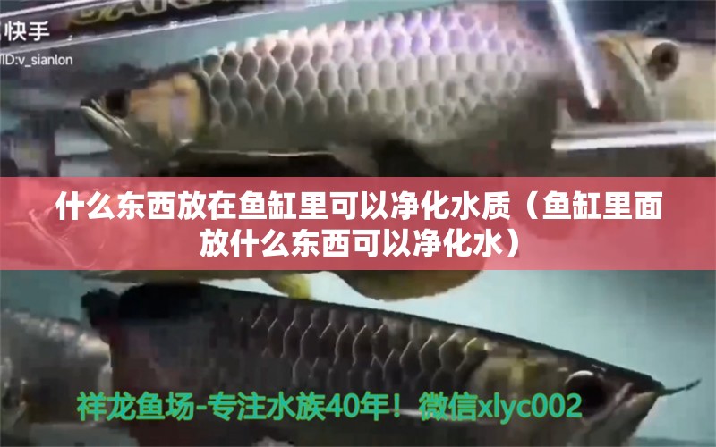 什么東西放在魚(yú)缸里可以凈化水質(zhì)（魚(yú)缸里面放什么東西可以凈化水） 白子銀龍魚(yú)苗