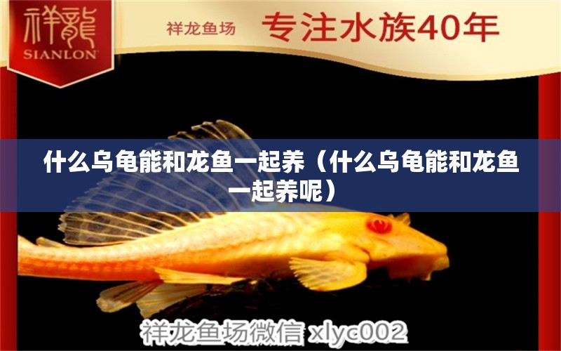 什么烏龜能和龍魚一起養(yǎng)（什么烏龜能和龍魚一起養(yǎng)呢）