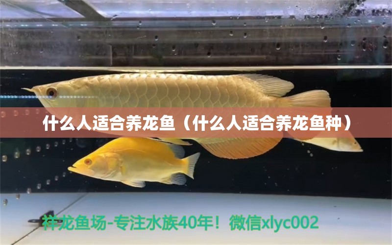 什么人適合養(yǎng)龍魚（什么人適合養(yǎng)龍魚種） 南美異型魚