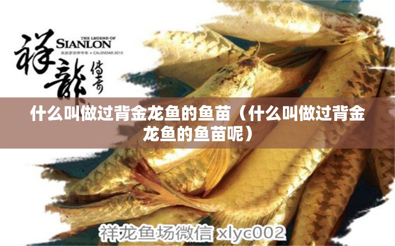 什么叫做過背金龍魚的魚苗（什么叫做過背金龍魚的魚苗呢） 過背金龍魚