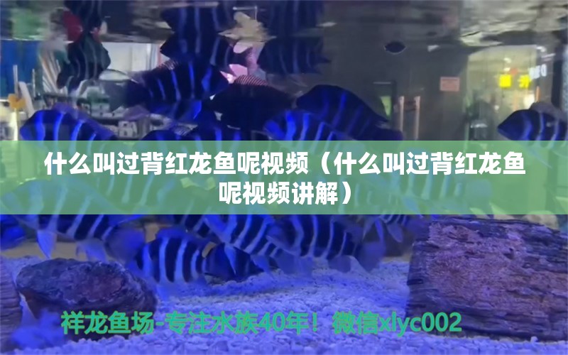 什么叫過背紅龍魚呢視頻（什么叫過背紅龍魚呢視頻講解）