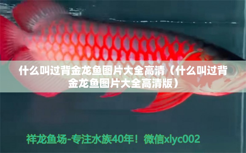 什么叫過(guò)背金龍魚圖片大全高清（什么叫過(guò)背金龍魚圖片大全高清版）