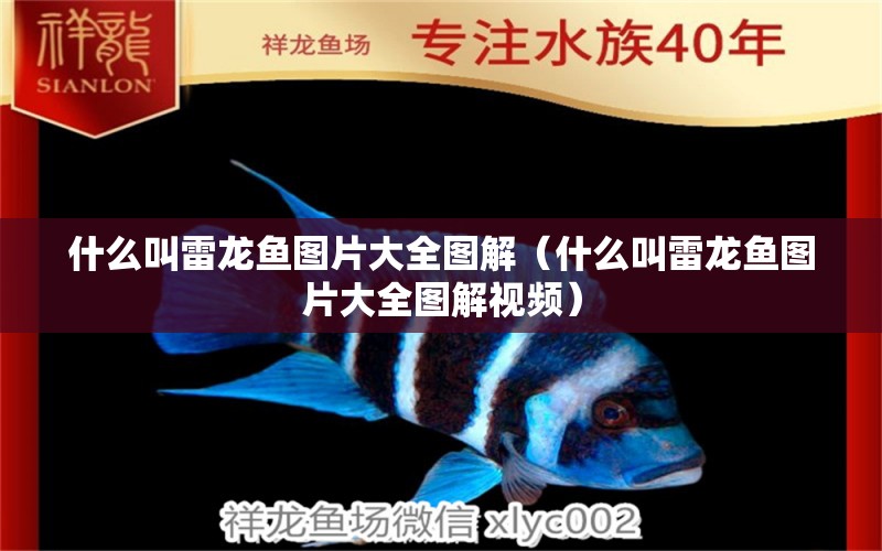 什么叫雷龍魚圖片大全圖解（什么叫雷龍魚圖片大全圖解視頻） 廣州龍魚批發(fā)市場