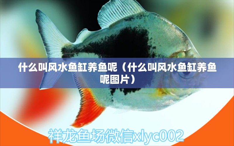 什么叫風水魚缸養(yǎng)魚呢（什么叫風水魚缸養(yǎng)魚呢圖片） 魚缸風水