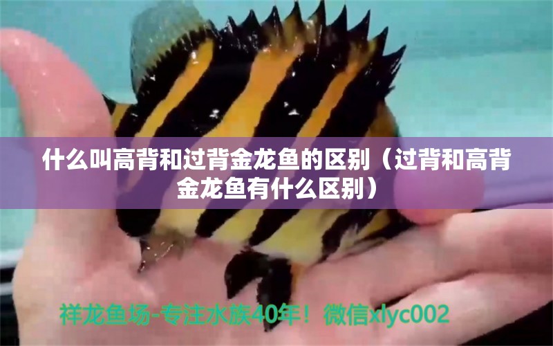 什么叫高背和過背金龍魚的區(qū)別（過背和高背金龍魚有什么區(qū)別） 高背金龍魚