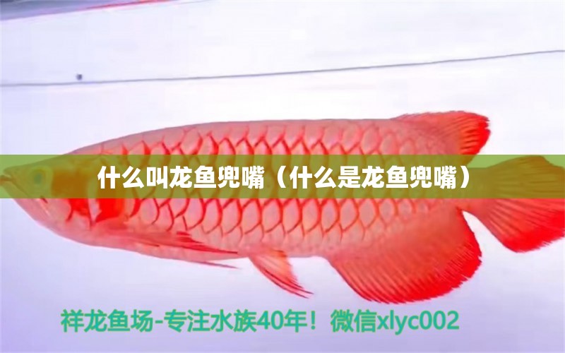 什么叫龍魚兜嘴（什么是龍魚兜嘴） 廣州龍魚批發(fā)市場