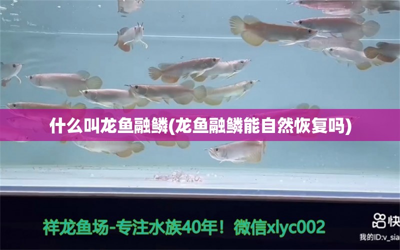 什么叫龍魚融鱗(龍魚融鱗能自然恢復(fù)嗎)