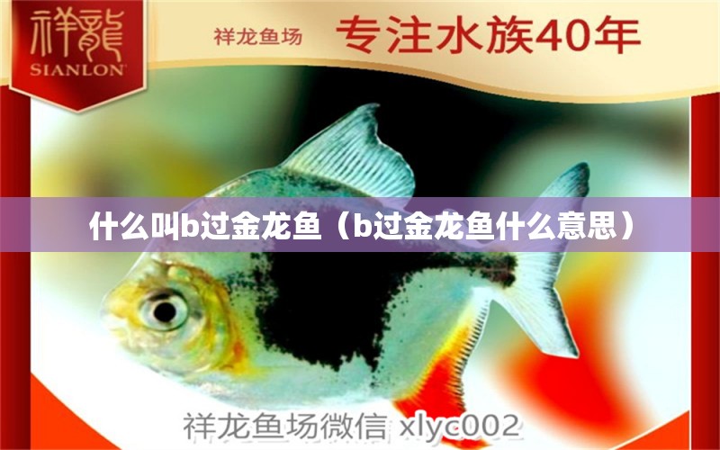 什么叫b過金龍魚（b過金龍魚什么意思）