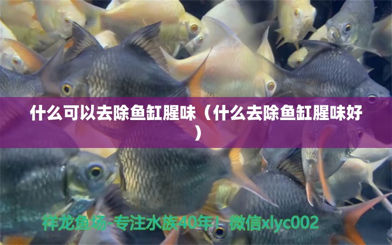 什么可以去除魚缸腥味（什么去除魚缸腥味好） 名貴錦鯉魚