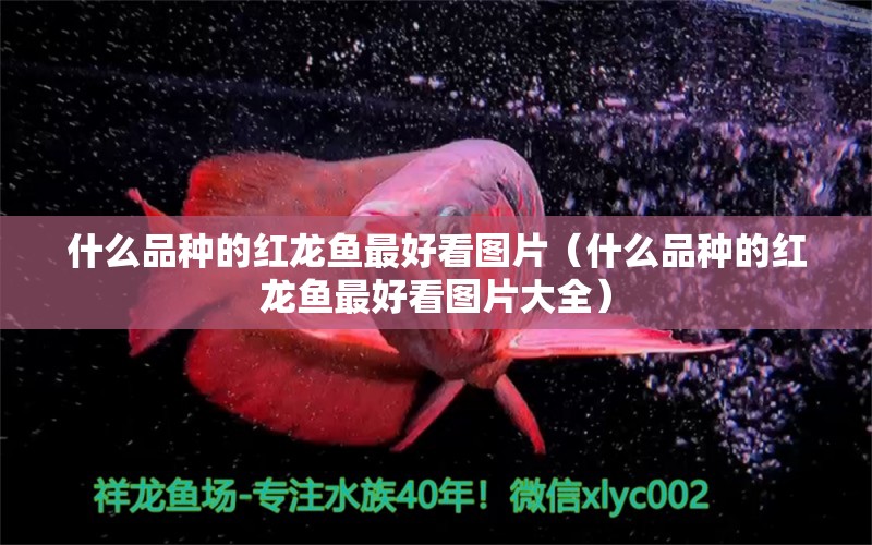 什么品種的紅龍魚最好看圖片（什么品種的紅龍魚最好看圖片大全） 觀賞魚魚苗