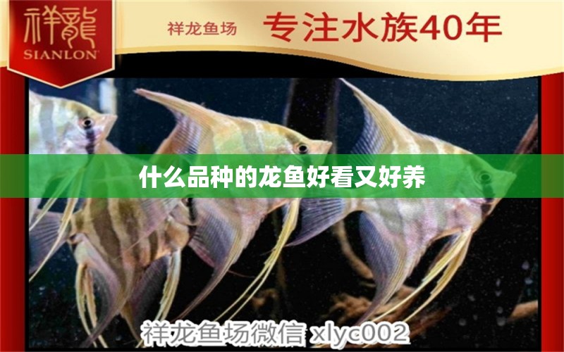 什么品種的龍魚好看又好養(yǎng) 祥龍魚場(chǎng)