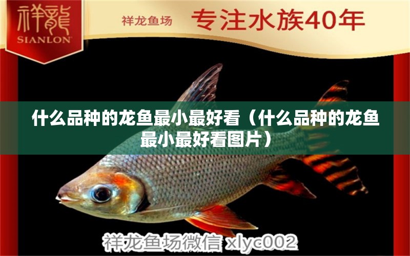 什么品種的龍魚最小最好看（什么品種的龍魚最小最好看圖片） 祥龍水族醫(yī)院