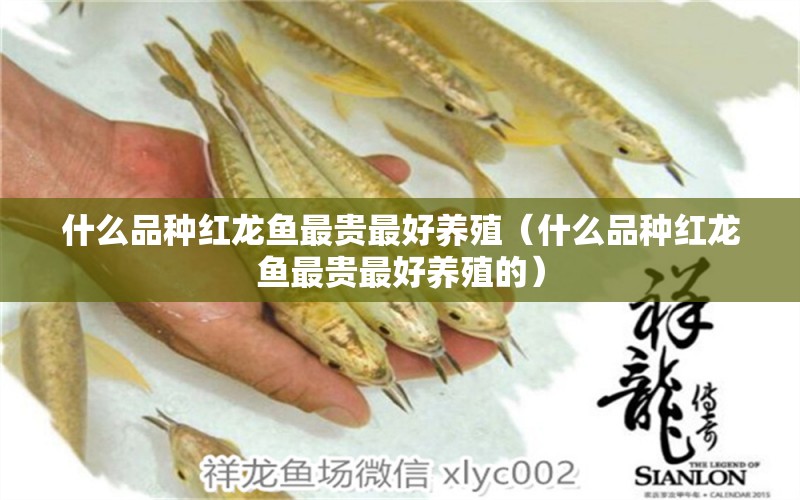 什么品種紅龍魚最貴最好養(yǎng)殖（什么品種紅龍魚最貴最好養(yǎng)殖的） 印尼紅龍魚