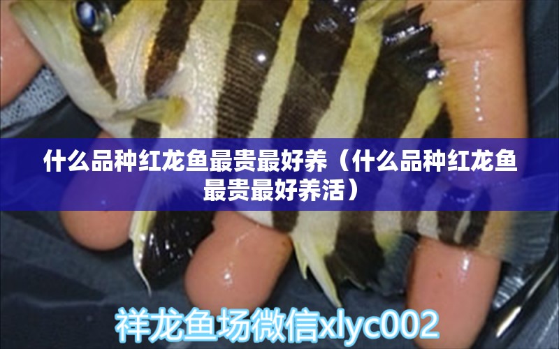 什么品種紅龍魚最貴最好養(yǎng)（什么品種紅龍魚最貴最好養(yǎng)活） 龍魚百科