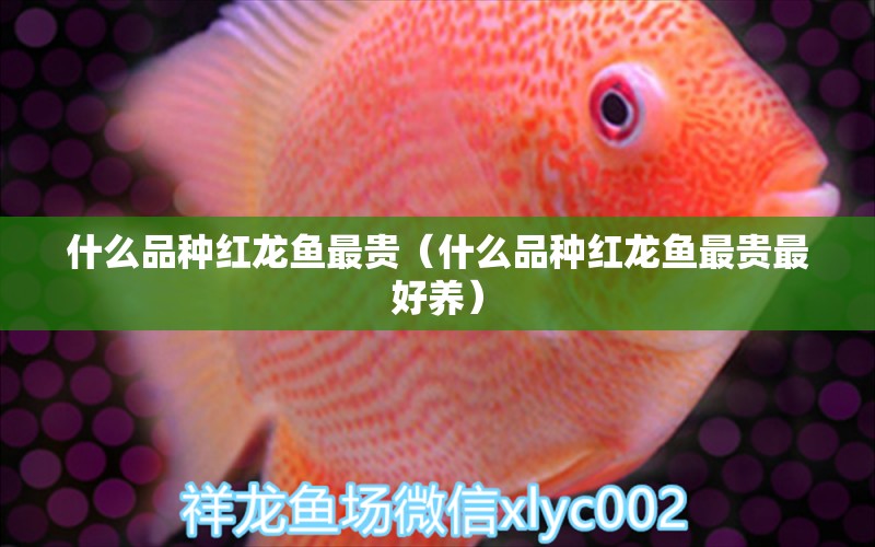 什么品種紅龍魚最貴（什么品種紅龍魚最貴最好養(yǎng)） 赤荔鳳冠魚