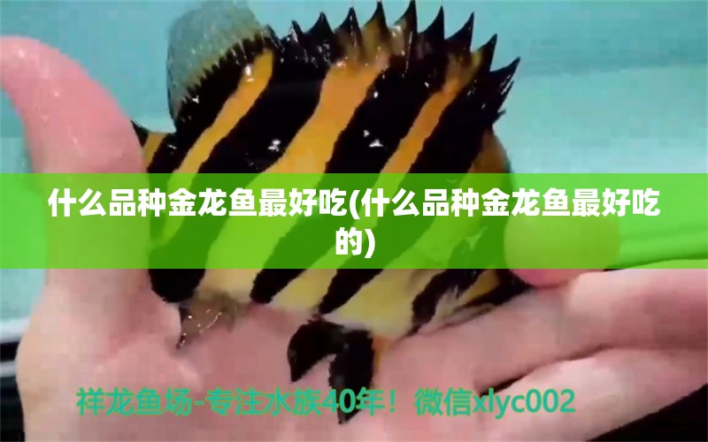 什么品種金龍魚最好吃(什么品種金龍魚最好吃的) 潛水泵 第1張