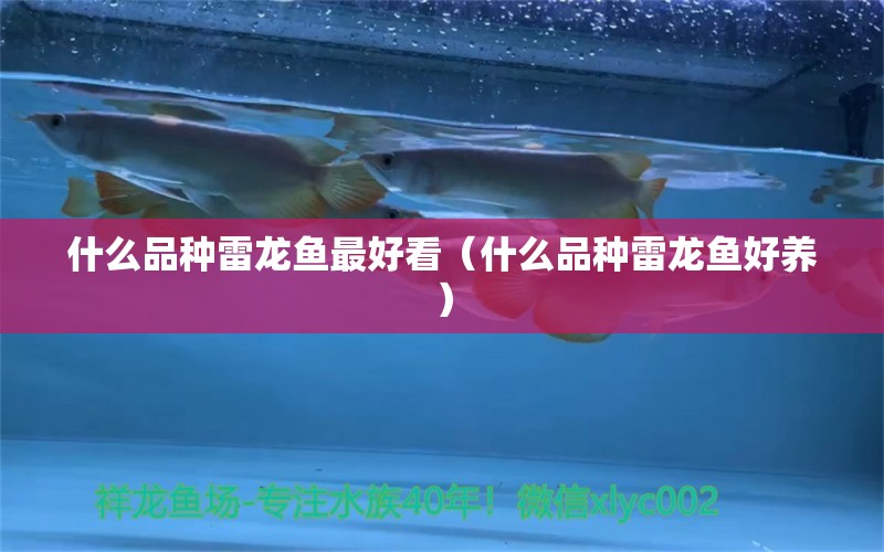 什么品種雷龍魚最好看（什么品種雷龍魚好養(yǎng)） 祥龍藍珀金龍魚