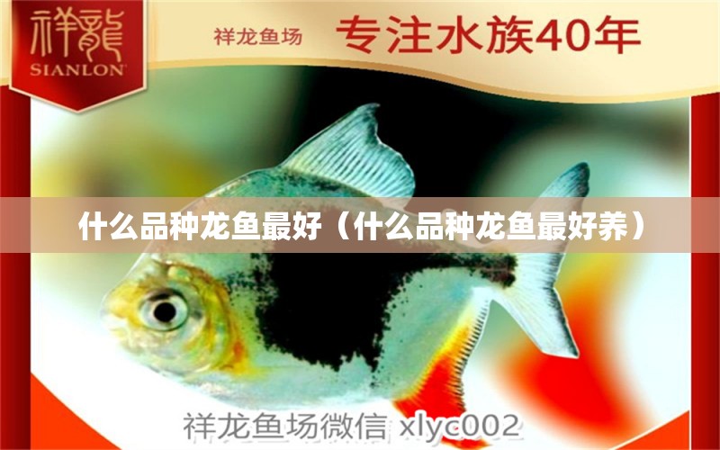 什么品種龍魚最好（什么品種龍魚最好養(yǎng)） 廣州龍魚批發(fā)市場